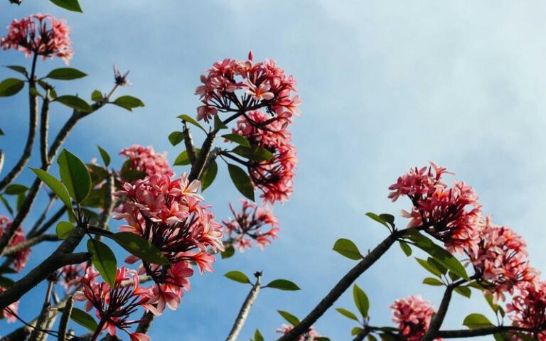 Les 10 Fleurs Incontournables pour un Jardin Coloré